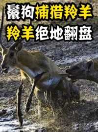 鬣狗群捕猎羚羊，本以为会是手到擒来，不料羚羊竟然逆天翻盘