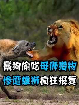 鬣狗胆大包天，竟然偷吃母狮的猎物，下一秒就遭到雄狮的疯狂报复