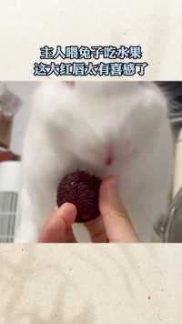 主人喂兔子吃水果，这大红唇太有喜感了！