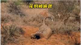 33_花豹在捕猎时被猎物拖入洞中，那么花豹的结局会是怎样##野生动物零距离#花豹#弱肉强食的动物世界