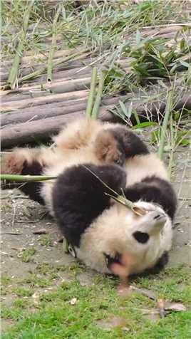 大熊猫和花 ：哼！气死窝了不吃啦！