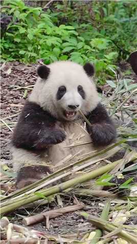 大熊猫和花 ：谁？谁在嚼我舌根？
