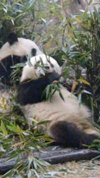 国宝 ：熊猫牌靠垫，就是舒服！