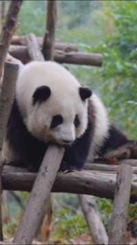 大熊猫和花 ：这个班我是一天也不想上咯！
