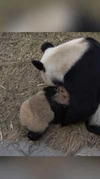 熊猫幼崽：妈是我啊！我只是去挖了个煤！#国宝