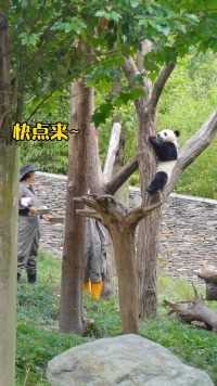 大熊猫 ：糟糕！奶妈生气了赶紧下去！