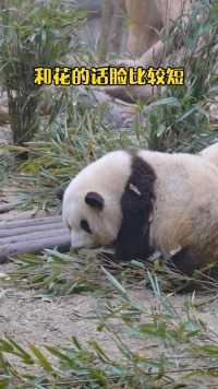 熊猫听懂四川话系列 ：什么？谁是椭圆形？