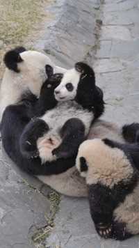 #大熊猫 崽崽：妈！所以爱会消失对吗？