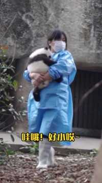 #大熊猫 艾扁扁：我小小一只，超级好养的！