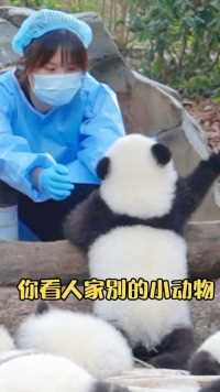 大熊猫 ：哼！我才是最可爱的小熊！
