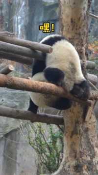 终于知道 #大熊猫 为什么成为 #国宝 啦！