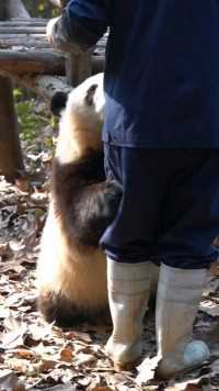 #大熊猫和花 爷爷！我站好啦我的小苹果呢？