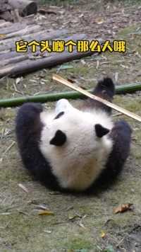 大熊猫和花 ：哼！谁在嚼我舌根？