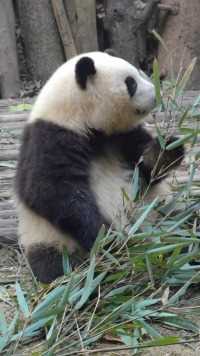 实锤了！花花果然听得懂四川话！ #大熊猫和花 
