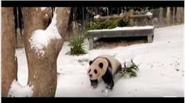 奔跑起来耳朵duang duang的。#大熊猫#福宝和爷爷#来这吸猫#福猪猪#热门 