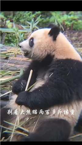 大熊猫的各种搞笑画面#大熊猫#福宝和爷爷#来这吸猫#福猪猪#热门 