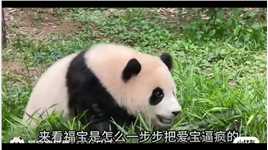 看福宝是怎么一步步把爱宝逼疯的#大熊猫#福宝和爷爷#来这吸猫#福猪猪#热门 
