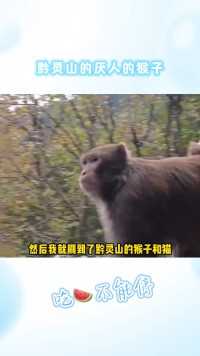 黔灵山的猴子是多讨厌人啊#黔灵山的猴子有多精#万万没想到