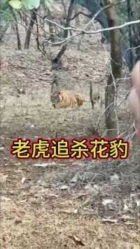 老虎爬树捕杀花豹