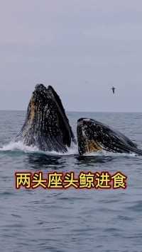 罕见一幕，两头座头鲸进食 



