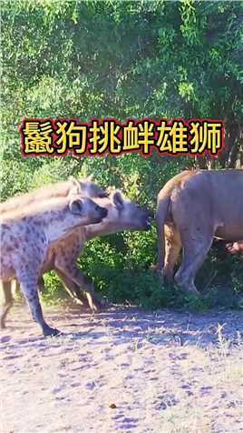 狂妄的鬣狗挑衅雄狮，结果下一秒落荒而逃，实在是太滑稽了

