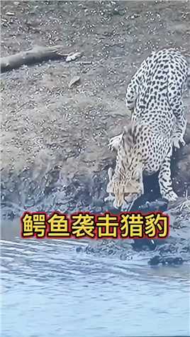 猎豹低头喝水，谁料遭遇鳄鱼袭击被拖入水中，场面惊心动魄