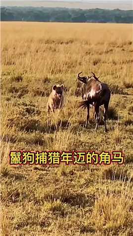 年迈的角马对峙鬣狗，拖着瘦骨嶙峋的残躯依然不向鬣狗妥协