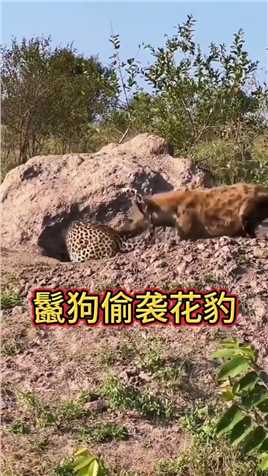 鬣狗偷袭花豹，面对无赖的掏杠绝技，花豹唯有迅速逃离 