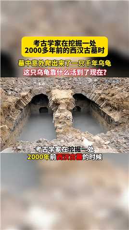 古学家在挖掘一处2000多年前的西汉古墓时，墓中意外爬出来了一只千年乌龟，差点把专家吓晕！