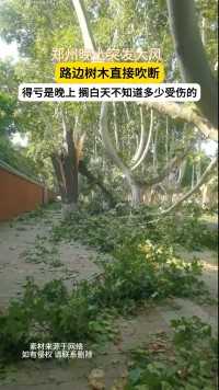 郑州晚上突发大风路边树木直接吹断得亏是晚上各白天不知道多少受伤的
