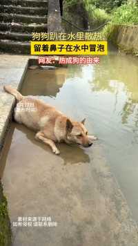 狗狗趴在水里散热留着鼻子在水中冒泡网友热成狗的由来