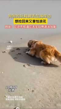 狗狗的玩具被丢在海岸边想捡回来又害怕浪花网友它还不知道它天生自带游泳技能