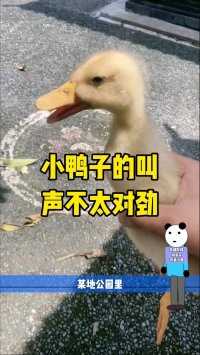小鸭子的叫声不太对劲！#搞笑视频 #沙雕 #小鸭子