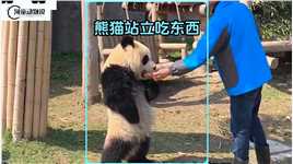 天啦熊猫可以站着吃东西，这真不是人扮的吗？#萌宠成精了 