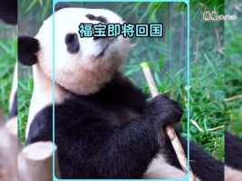 旅韩大熊猫福宝将于4月3日回国，不知道是该高兴还是……#萌宠成精了 