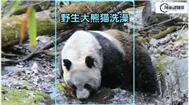 野生大熊猫在小河里洗澡，可高兴了，没有人催着下班#萌宠成精了 
