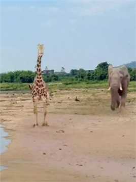大象追着长颈鹿跑