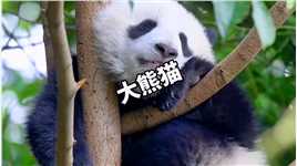 大熊猫为什么能成为我国国宝？！