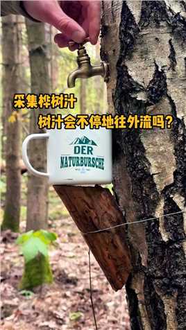 采集桦树汁，树汁会不停地往外流吗，国外为什么称它为液体黄金？