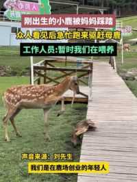 6月9日（采访时间），黑龙江伊春，刚出生的小鹿被妈妈踩踏，众人看见后急忙跑来驱赶母鹿，工作人员:暂时我们在喂养。