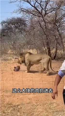 这狮子是嫌肉给少了嘛？