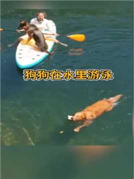 狗狗在水里游泳，成功帮主人找到丢失的东西