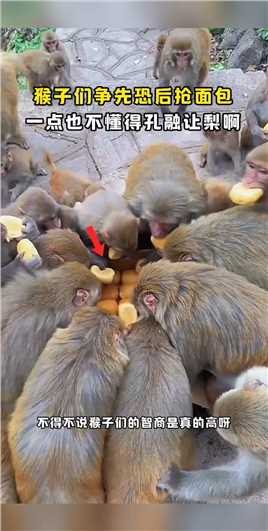 #搞笑 #动物世界精彩集锦 #关爱保护野生猕猴 猴子争先恐后抢面包，一点都不懂什么是孔融让梨呀.