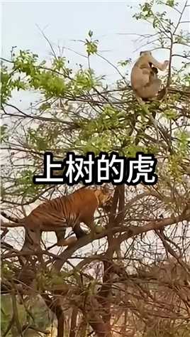老虎上树追击猴子母子，没想到却害了自己
