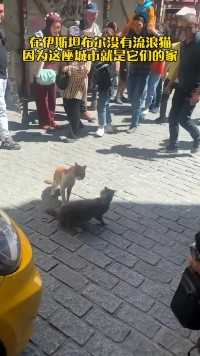 在土耳其伊斯坦布尔没有流浪猫，因为这座城市就是它们的天堂