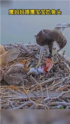 鹰妈妈喂鹰宝宝吃鱼头。