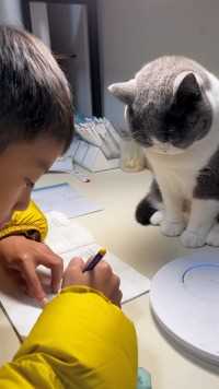 怎么会有这么犟的小猫啊，困成这样还要陪哥哥写作业.