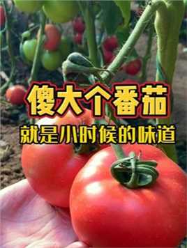 好吃又好种的番茄你知道吗