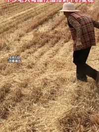 已经被收割机收割干净的麦地，不少老人在弯腰仔细拾剩下的麦穗，拍摄者告诉记者：只有挨过饿吃过苦的老一辈才知道粮食来之不易