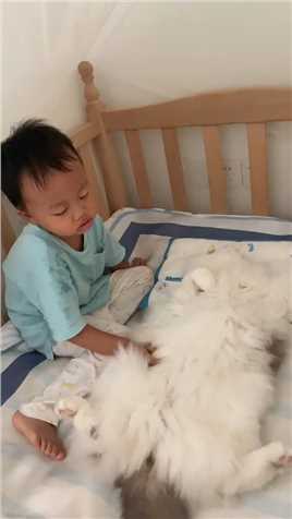 小猫咪怎么那么厚脸皮抢宝宝的床和枕头呢？看来，姜还是老的辣把#布偶猫